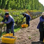 Trabajá en GRUPO PEÑAFLOR – Inscripciones abiertas